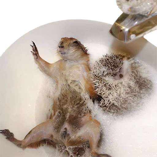 hedgehog engraçado, banho de ouriço, mordida de cachorro de grama, hedgehog, hedgehog divertido