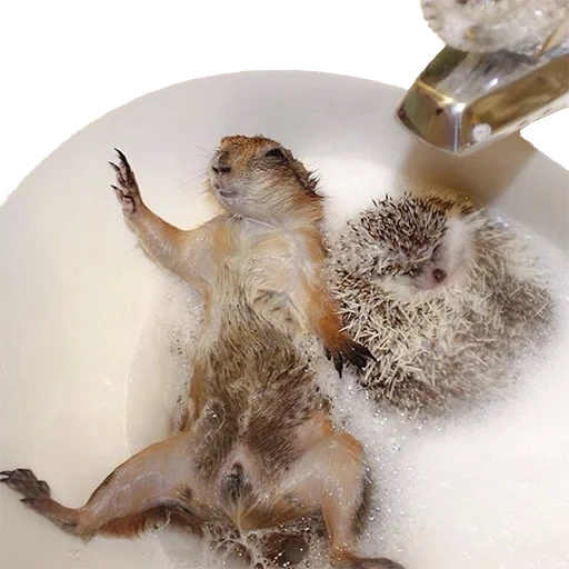 igel ist lustig, der igel badet, wiesenhund, zwerg igel, cooler igel