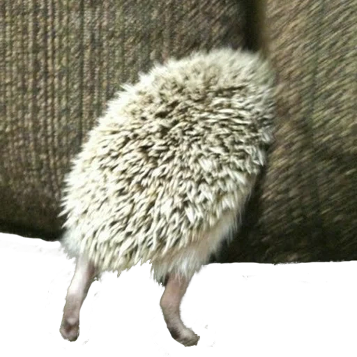 der igel, igeltiere, süße tiere, zwerg igel, afrikanischer zwerg igel