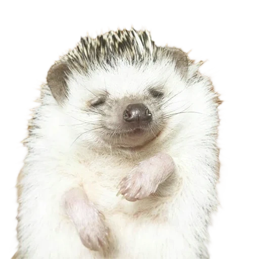 hedgehog, hedgehog fofo, hedgehog, pequeno ouriço, hedgehog