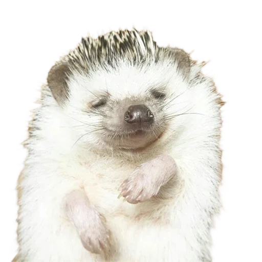 hedgehog, charmant hérisson, hérisson domestique, petit hérisson, hérisson nain