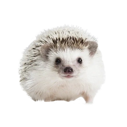 landaknya putih, hedgehog yang terhormat, hedgehog thorny, little hedgehog, erizo hedgehog hedgehog