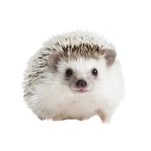 hedgehog bianco, hedgehog carino, hedgehog spinoso, piccolo porcospino, erizo hedgehog hedgehog