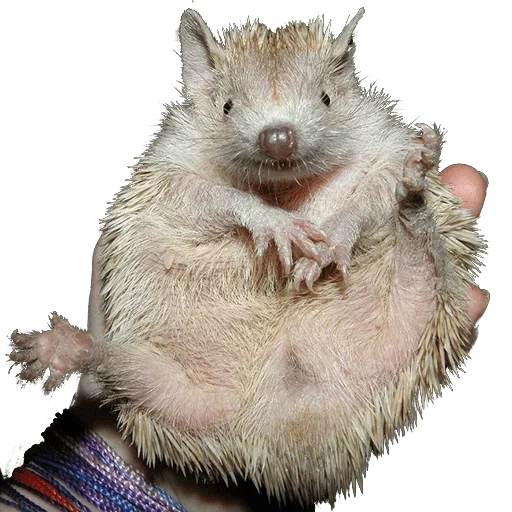 hedgehog, gadgets de hérisson, stupide hérisson, hérisson drôle, hérisson nain