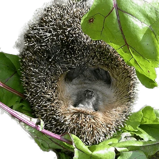 erizo, hedgehogs hedgehog, bosque de bosque, hedgehog durmiendo, espinoso erizo
