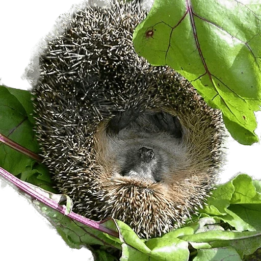 hedgehog, hedgehog, hérisson des forêts, sleeping hedgehog, hérisson épineux