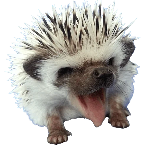 erizo, un erizo enojado, hedgehog enano, hedgehog enano africano, erizo africano enano