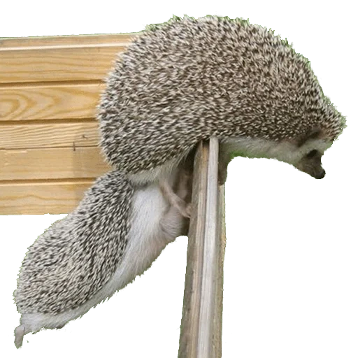 hedgehog-hedgehog, gli animali, culo di hedgehog, home ricci ricci, attivatore di hedgehog