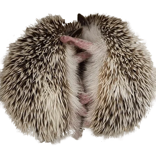 hedgehog, hedgehog, animal, pequeno ouriço, hedgehog africano