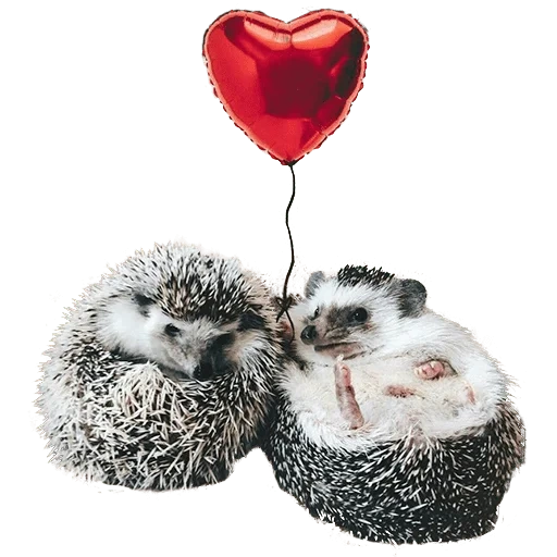 landak landak, hedgehog yang terhormat, landaknya lucu, cinta landak, landaknya kecil