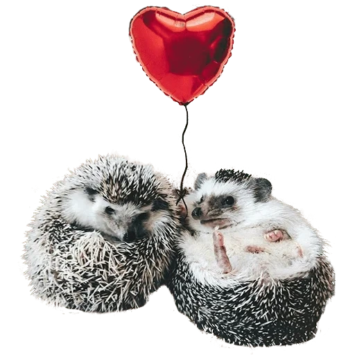 hedgehog hedgehog, dear hedgehog, the hedgehogs are cute, hedgehogs love, the hedgehogs are small