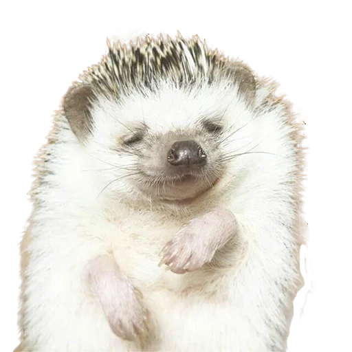 hedgehog, charmant hérisson, hérisson domestique, petit hérisson, hérisson africain