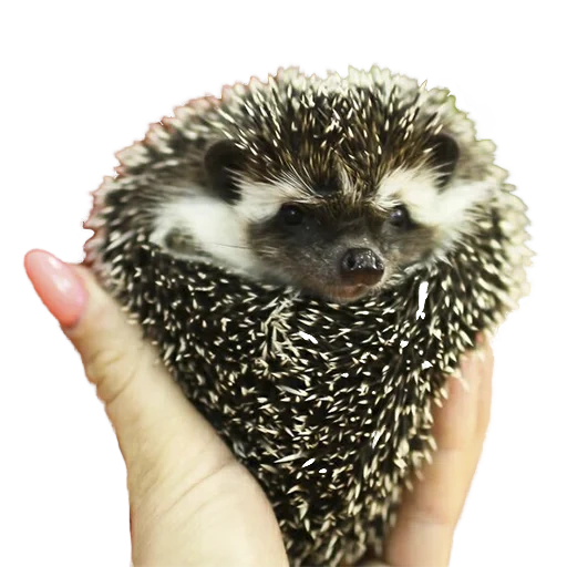 hedgehogs, black hedgehog, brown african hedgehog, african dwarf hedgehog, dwarf african hedgehog dark