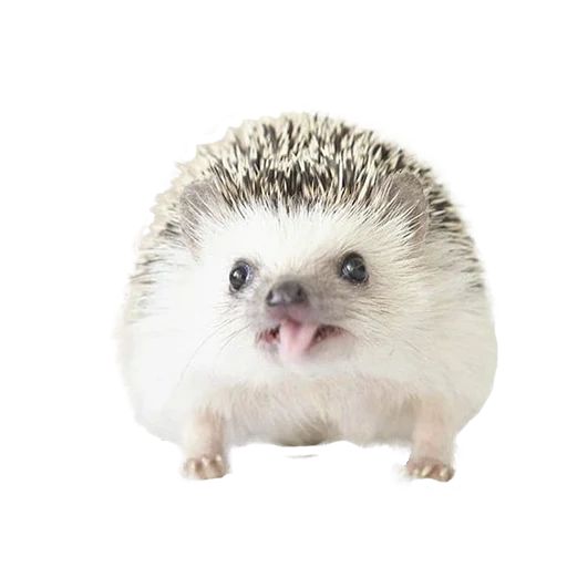white hedgehog, little hedgehog, hedgehog with a white background, dissatisfied hedgehog, hedgehog with a transparent background