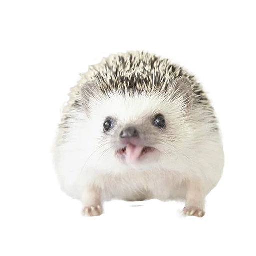 hérisson blanc, petit hérisson, hedgehog sur fond blanc, hérisson mécontent, fond transparent hérisson