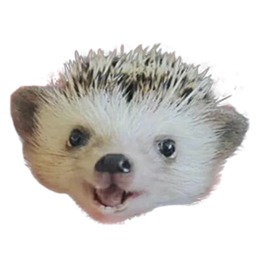 hedgehog-hedgehog, hedgehog bianco, hedgehog carino, faccia di hedgehog, piccolo porcospino