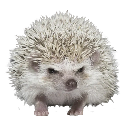 hedgehogs hedgehog, evil hedgehog, african hedgehog, the hedgehog is decorative, african dwarf hedgehog
