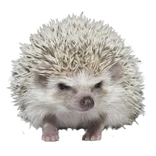 hedgehogs hedgehog, böser igel, afrikanischer igel, der igel ist dekorativ, afrikanischer zwerg igel