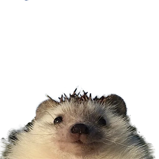 hedgehog-hedgehog, le persone, rap hedgehog, selfie di hedgehog, hedgehog di syrvuplai