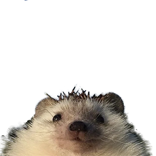 hedgehog, pessoas, hedgehog rap, auto-retrato do ouriço, hedgehog silvule