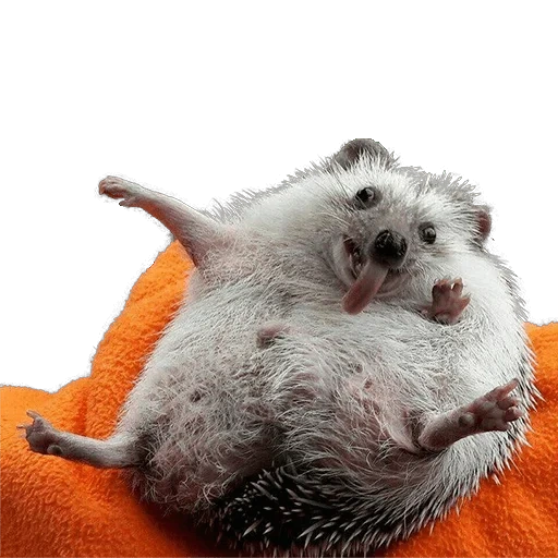 querido erizo, broma de erizo, hedgehog divertido, hedgehog es divertido, los erizos son geniales