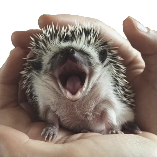 hedgehog, the hedgehog is yawning, thorny hedgehog, african hedgehog, cute hedgehog of the cavity of me