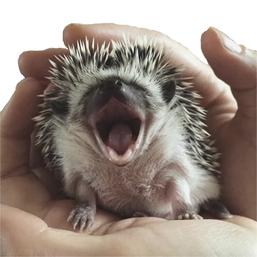 der igel, der igel gähnen gähnen, dornischer hedgehog, afrikanischer igel, netter igel des hohlraums von mir