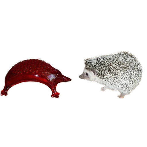 landak, hedgehog tyanochka, mainan landak, landak dengan latar belakang putih, toy hedgehog tyanochka