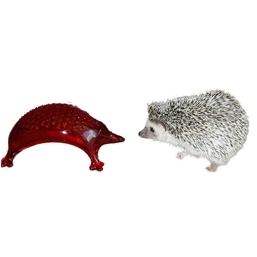 hedgehog, hedgehog, jouets de hérisson, hedgehog sur fond blanc, jouet lesbien hérisson