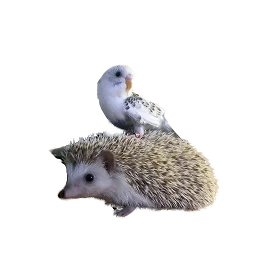 charmant hérisson, hérisson positif, petit hérisson, hedgehog sur fond blanc, hedgehog hedgehog fond blanc