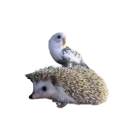 lieber igel, igel positiv, kleiner igel, igel mit weißem hintergrund, igel mit einem weißen hintergrund