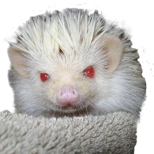 hedgehog bianco, albinismo di hedgehog, hedgehog albino, albinismo del riccio africano, riccio nano africano