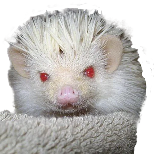 hedgehog blanco, hedgehog albino, hedgehog albino, erizo africano albino, enano africano de hedgehog