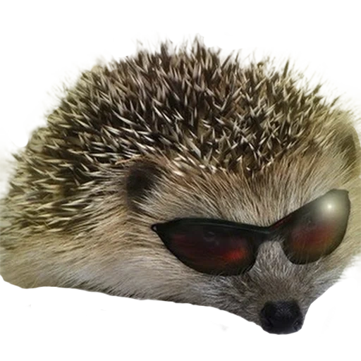 hedgehogs, cool hedgehog, evil hedgehog, king arthur, hedgehog with a white background