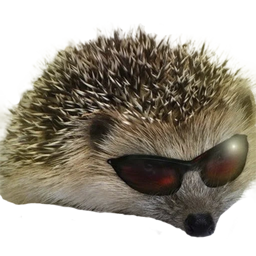 hedgehog, hedgehog legal, hedgehog cruel, rei arthur, hedgehog de fundo branco