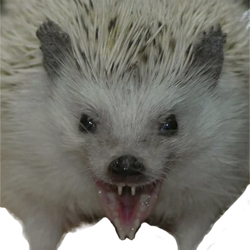 hedgehogs hedgehog, böser igel, böser igel, der igel grinste, lustiger igel