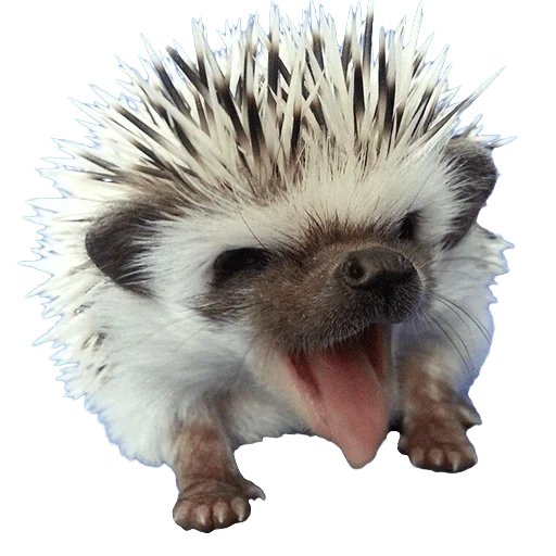 hedgehog-hedgehog, hedgehog arrabbiato, hedgehog nano, riccio nano africano, hedgehog nano africano