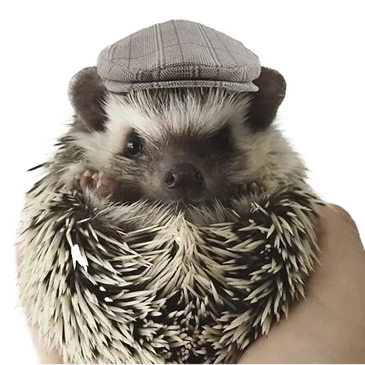 hedgehog, charmant hérisson, chapeau de hérisson, chapeau de hérisson, petit hérisson
