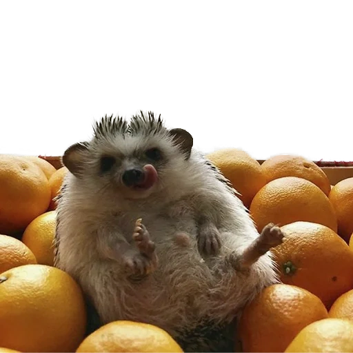 dear hedgehog, cheerful hedgehog, hedgehog mandarin, dwarf hedgehog, mandarin hedgehog