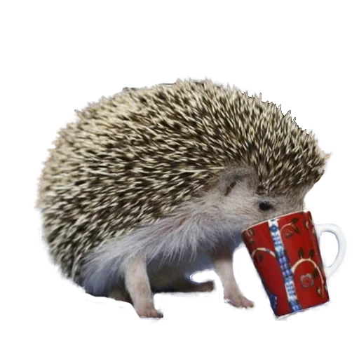 hedgehogs, hedgehog with a white background, hedgehog yells the earth, hedgehog with a white background, hedgehog with a transparent background