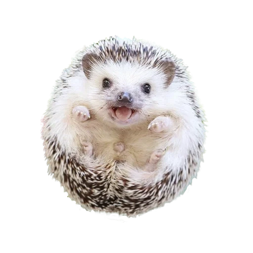 hedgehog-hedgehog, hedgehog-hedgehog, hedgehog carino, hedgehog nano, piccolo porcospino