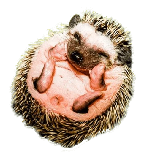 landak, hedgehog yang terhormat, little hedgehog, hedgehog kerdil, empat landak kecil