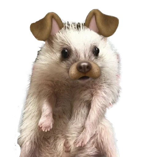 animaux, les animaux sont mignons, opossum à grandes oreilles, opossum, animal ridicule