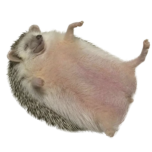 riccio grasso, riccio grasso, la pancia di hedgehog, riccio grasso, piccolo porcospino