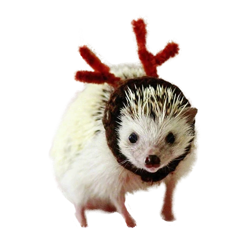 white hedgehog, dear hedgehog, hedgehog hat, little hedgehog, hedgehog with a white background