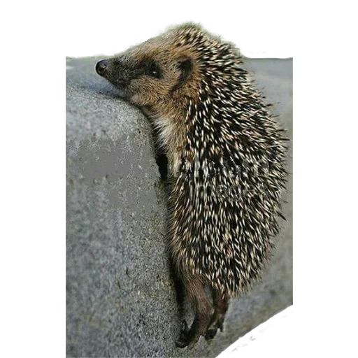 hedgehogs landak, hedgehog oke, landak manual, hedgehog mendengus, landak untuk scrub