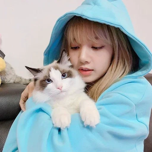 cat, kang daniel, lalalalisa m, lisa vs sonia wallpaper, manobankota larisa