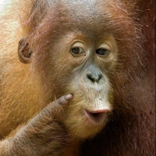 orang-outan à nez, l'orang-outan pense, orang-outan singe, bébé orang-outan, museau animal drôle