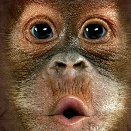 cara de mono, mono divertido, orangután bebé, mono divertido, fotos de animales divertidos
