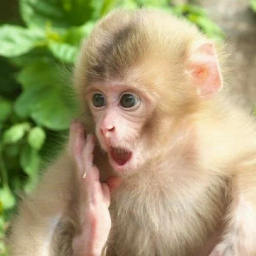 maimon macaque, monyet menggemaskan, bayi kera, kera lucu, hewan peliharaan monyet yang menggemaskan